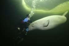 beluga