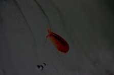 krill