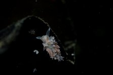 nudibranch