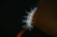 nudibranch