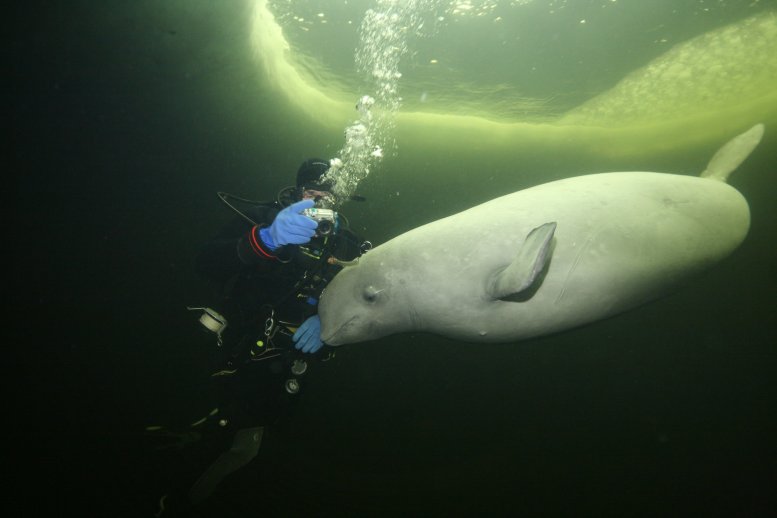 beluga