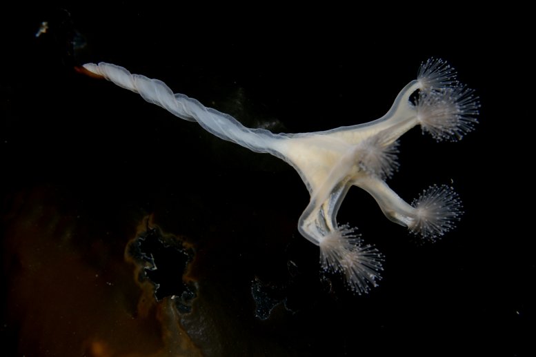 jellyfish