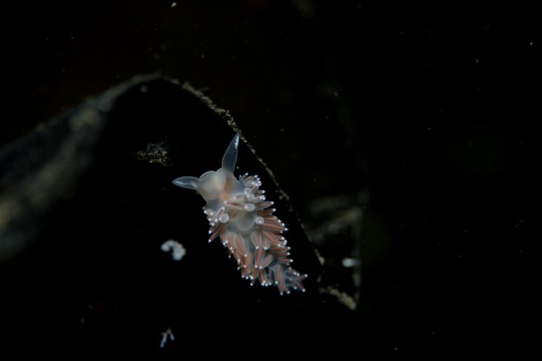 nudibranch
