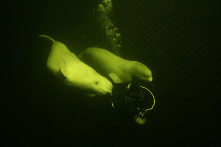 beluga