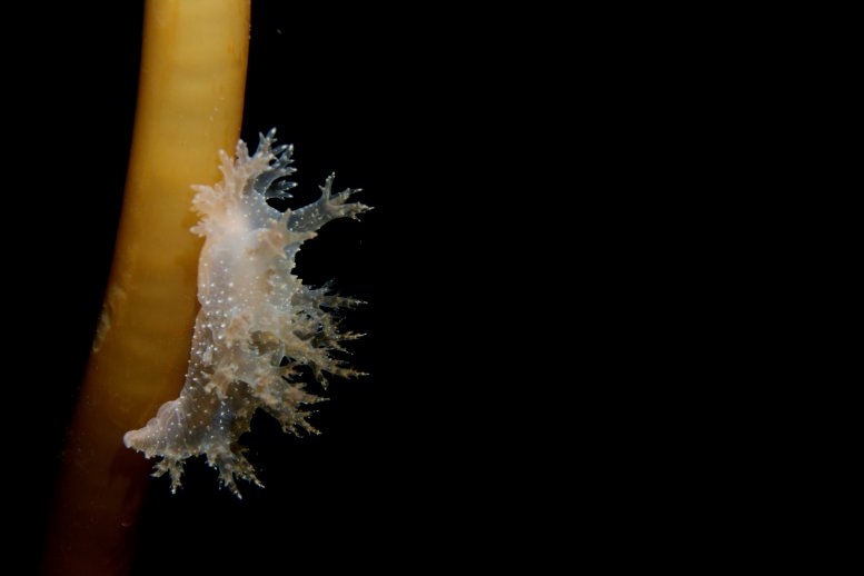 nudibranch