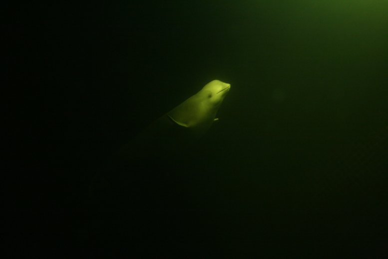 beluga